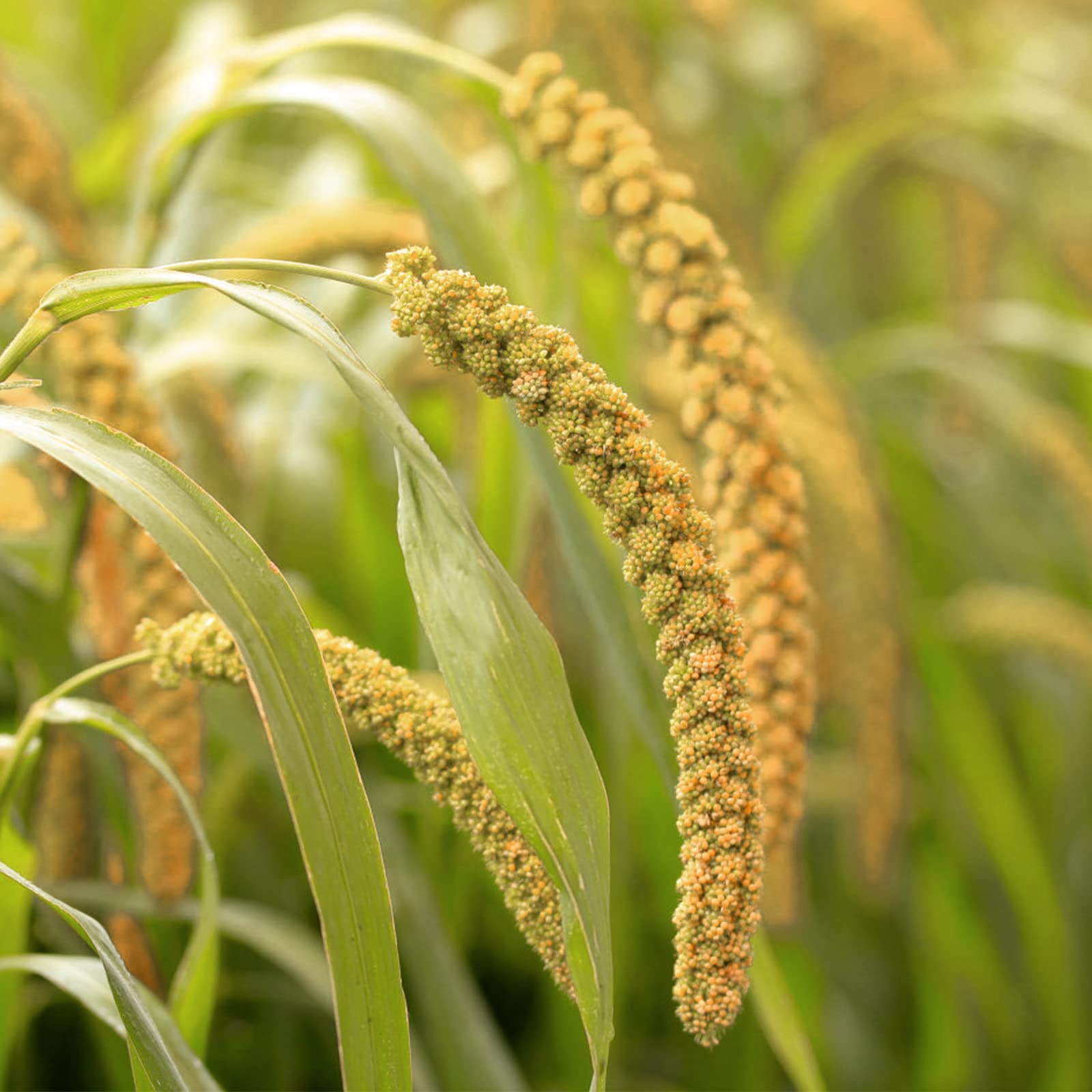 Amzey millet en spray, fibres grossières naturelles pour l'usure des dents.