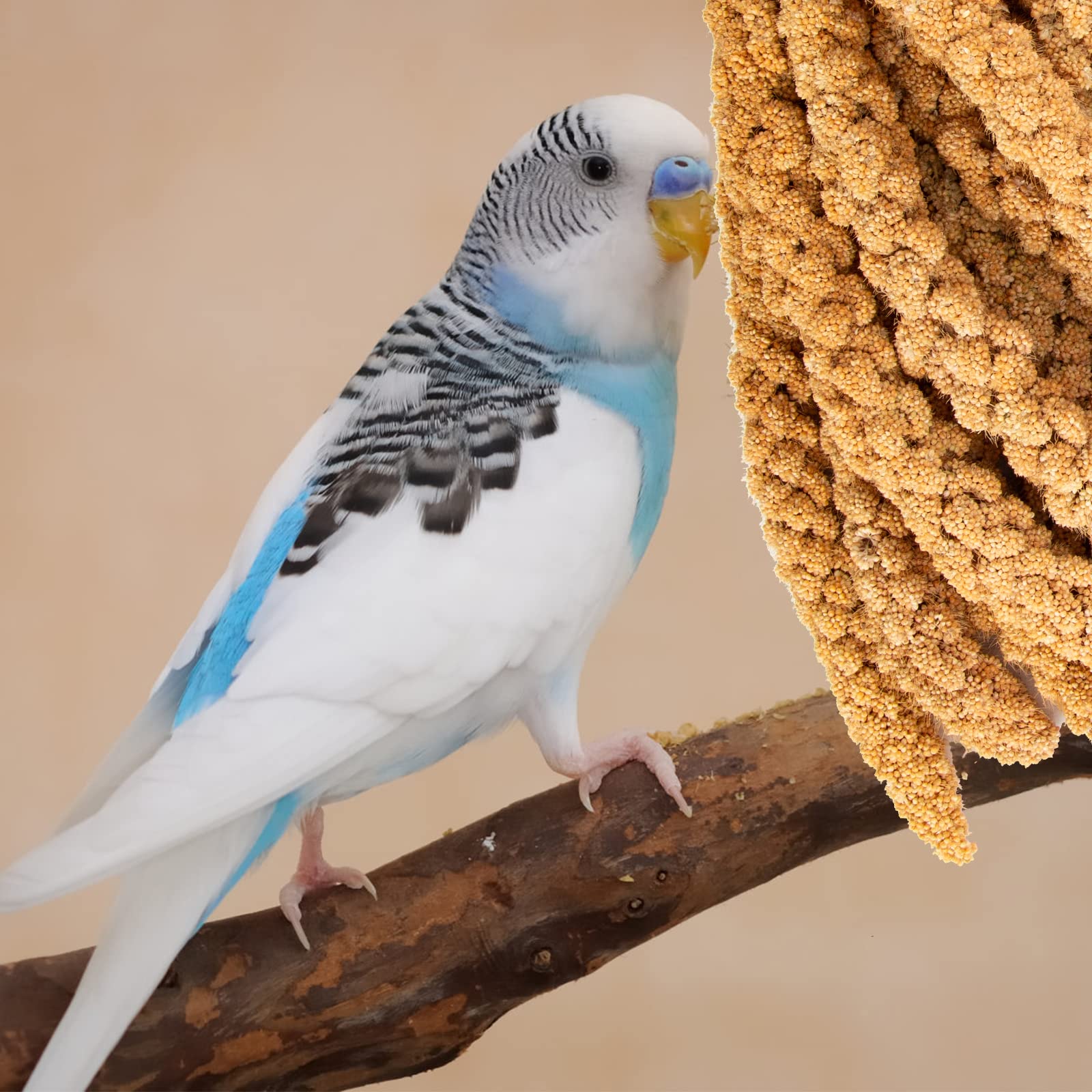 Amzey millet en spray, emballage 5,5 livres, pratique à stocker.