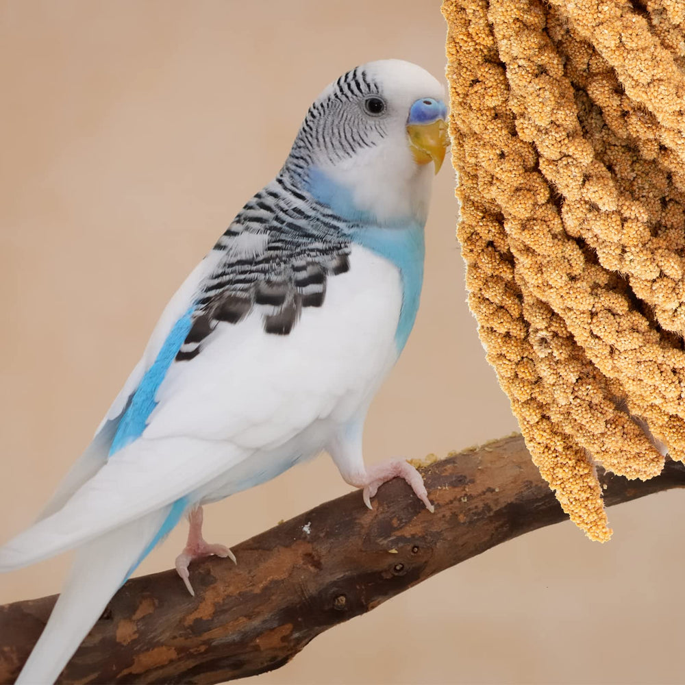 Amzey millet en spray, emballage 5,5 livres, pratique à stocker.