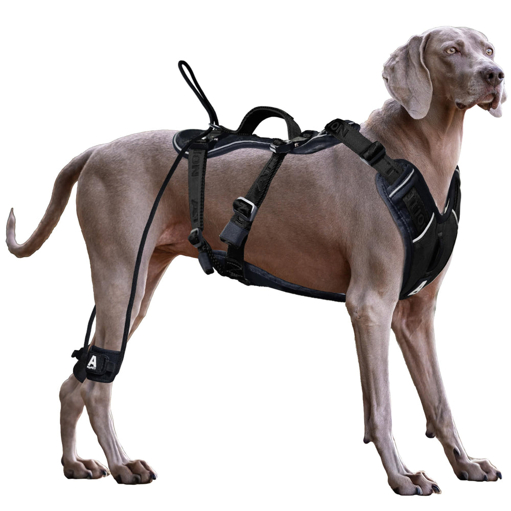 Harnais ANAFNI anti-tirage: contrôle sans tirage pour chiens actifs.