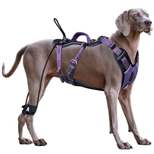 ANAFNI harnais anti-tirage pour chien grand, contrôle amélioré lors des promenades.