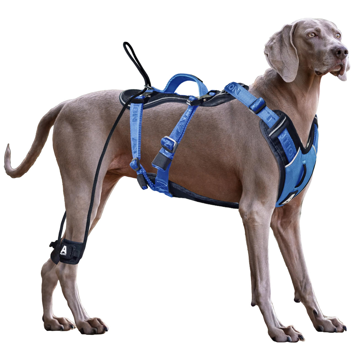 Harnais ANAFNI anti-traction grand-chien vue avant pour meilleur contrôle.