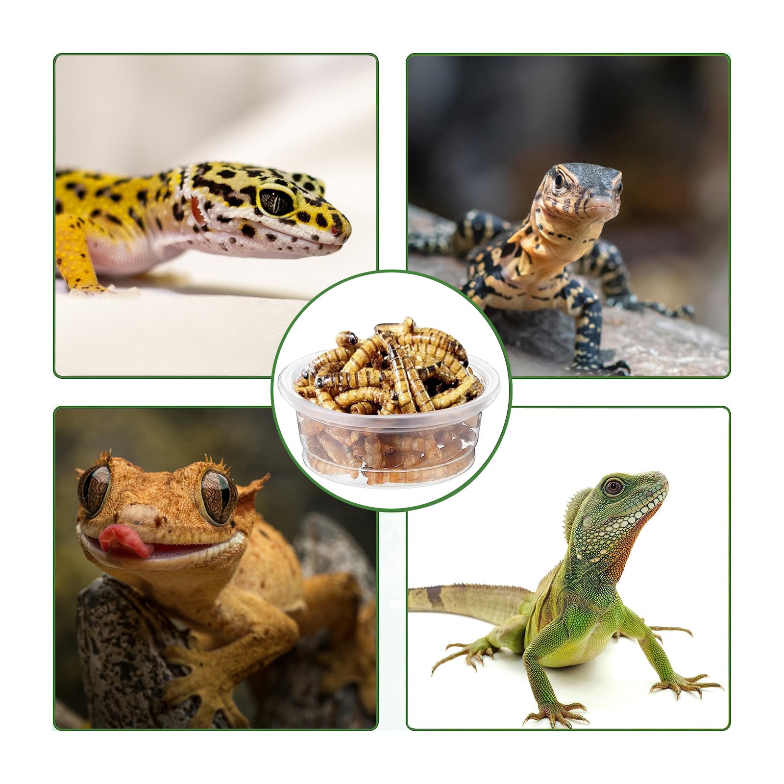 ANCKNE gobelets petits reptiles: 0,5 oz, taille adaptée pour portions quotidiennes.