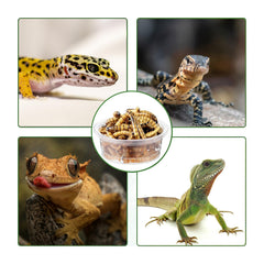 ANCKNE gobelets petits reptiles: 0,5 oz, taille adaptée pour portions quotidiennes.