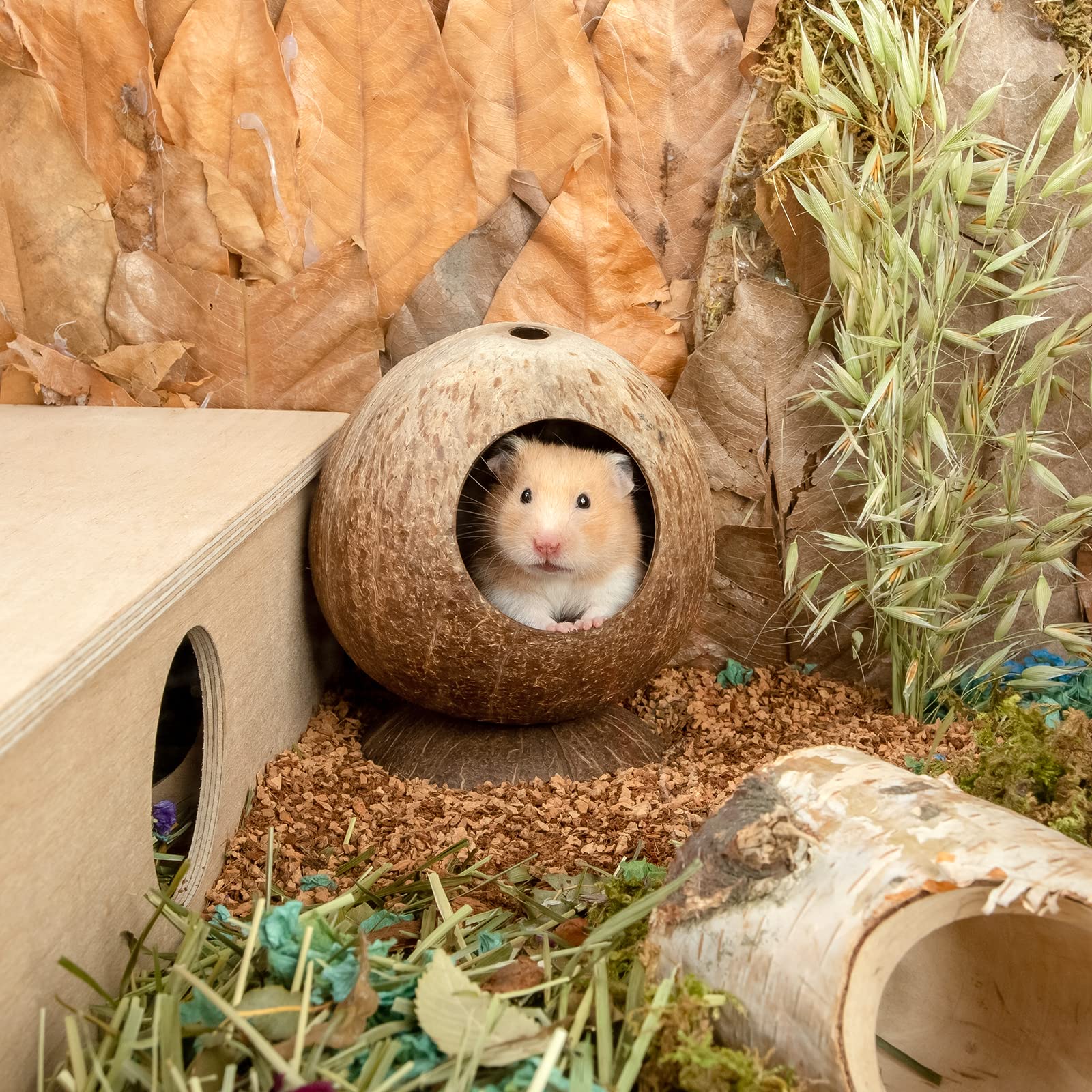 Andwe usage idéal hamsters gerbilles souris : endroit polyvalent.