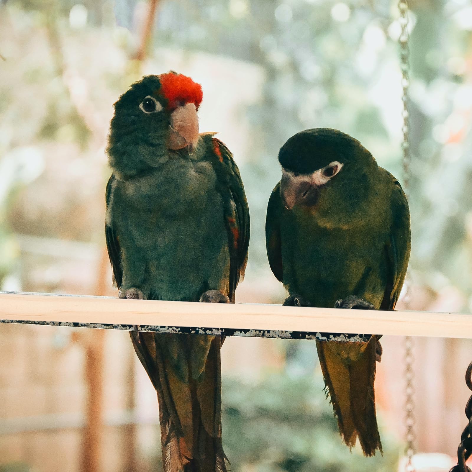 Angoily perchoir bois idéal pour cacatoes parakeets conures.