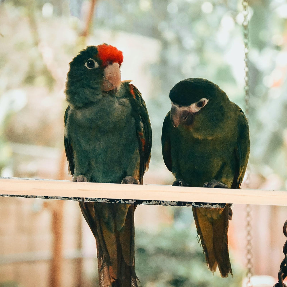 Angoily perchoir bois idéal pour cacatoes parakeets conures.