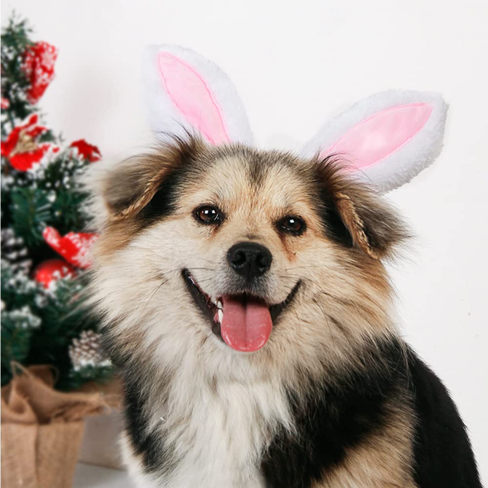 ANIAC cadeau festif pour petit chien et chat lors des fêtes.
