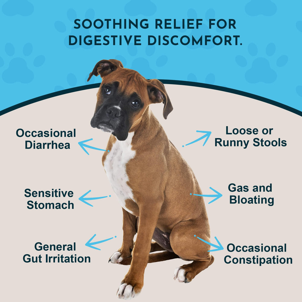 Animal Essentials Slippery Elm gouttes – pipette facilitant l’administration et le soutien digestif chez les animaux.