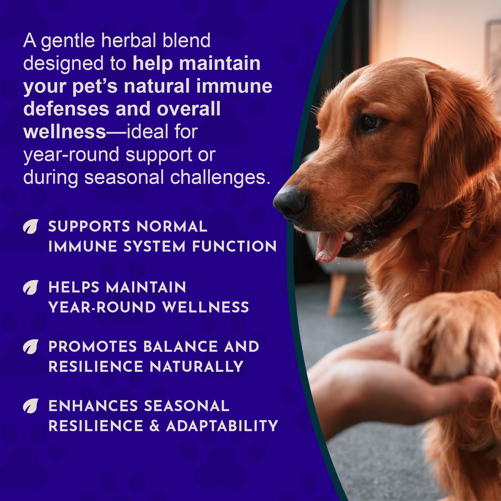 Animal Essentials Super Immune – soutien immunitaire pour le chat.