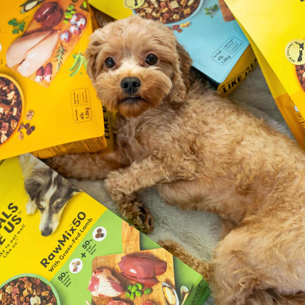 Animals Like Us RawMix50 – variete-texture-coloree : variété attrayante pour repas plus intéressants.