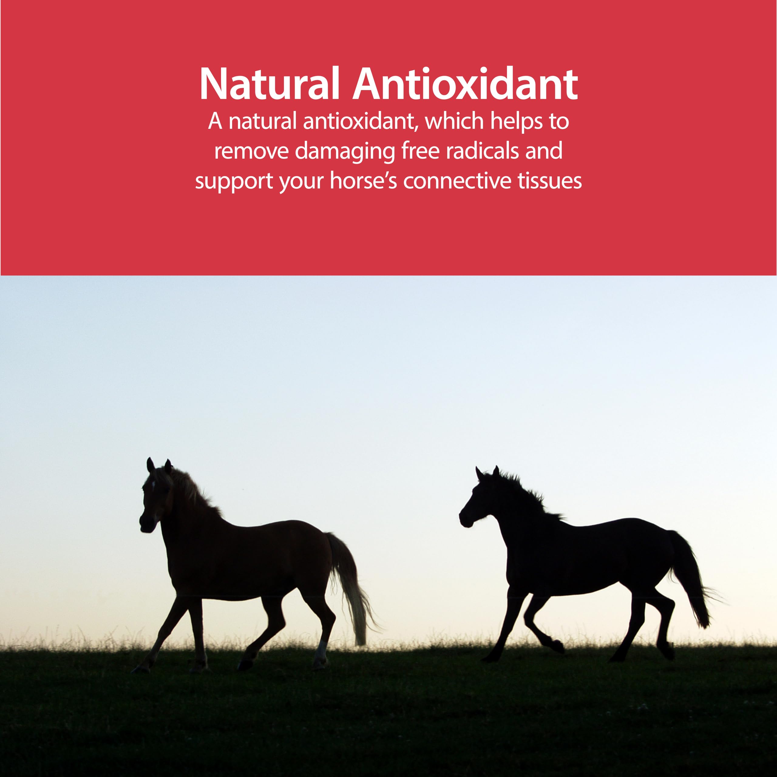 AniMed MSM poudre pour chevaux texture fine prête à mélanger