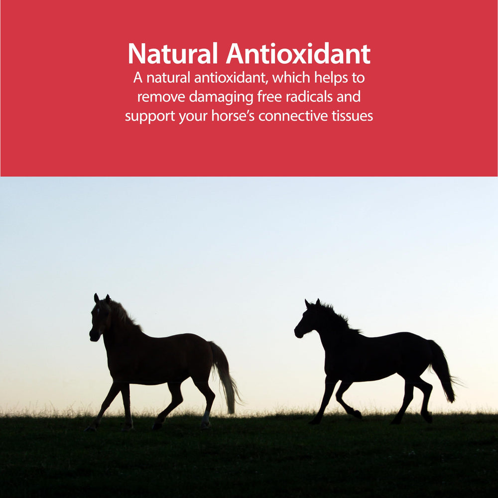 AniMed MSM poudre pour chevaux texture fine prête à mélanger