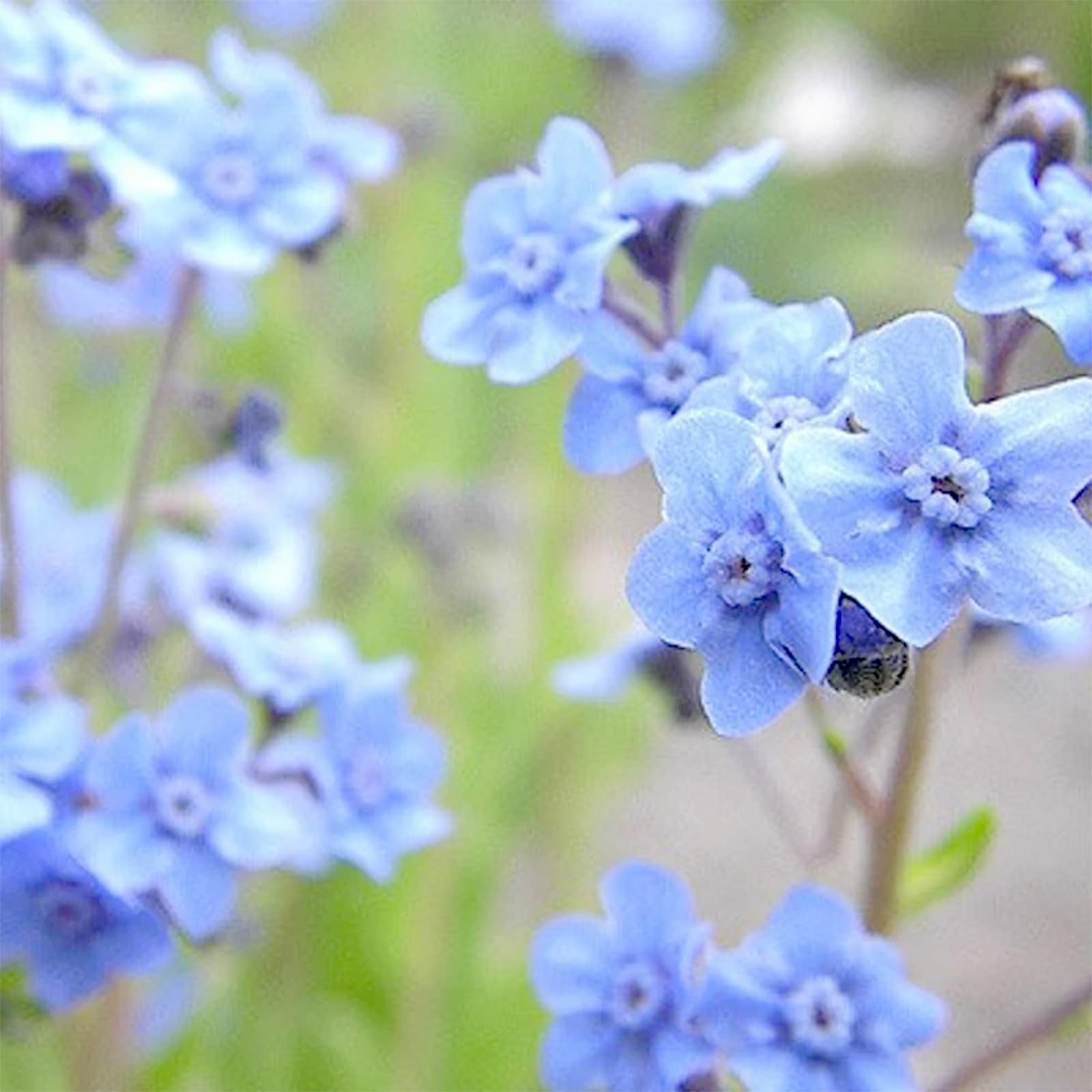 ANLYAWX fleurs-memorial-petit-bouquet : souvenir vivant qui grandit avec les soins