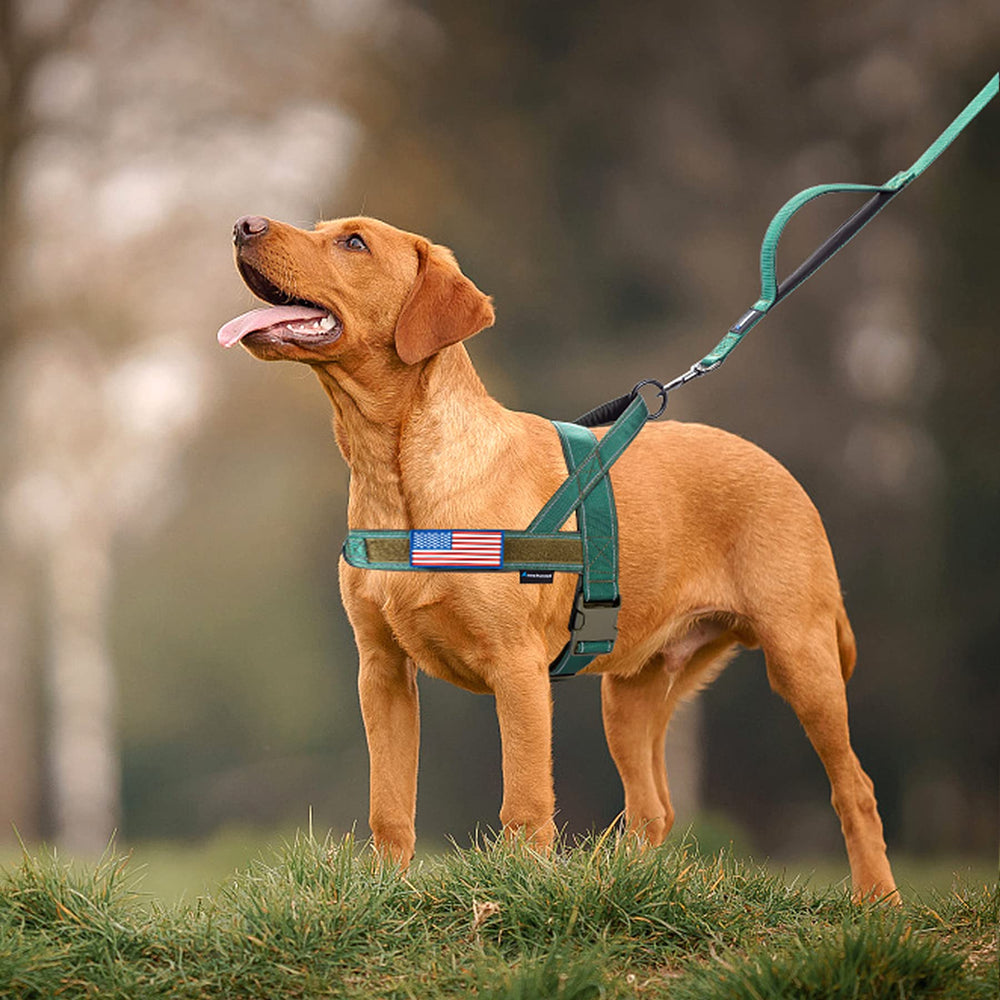 Tissu doux et respirant sur harnais Annchwool pour chiens actifs.