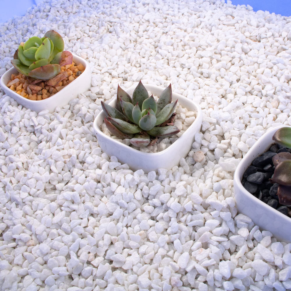 Anothera galets ornements plantes-intérieurs 1/4 pouce pour finition élégante.