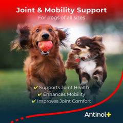 Antinol Plus: chien en mouvement, soutien potentiel à la mobilité articulaire.