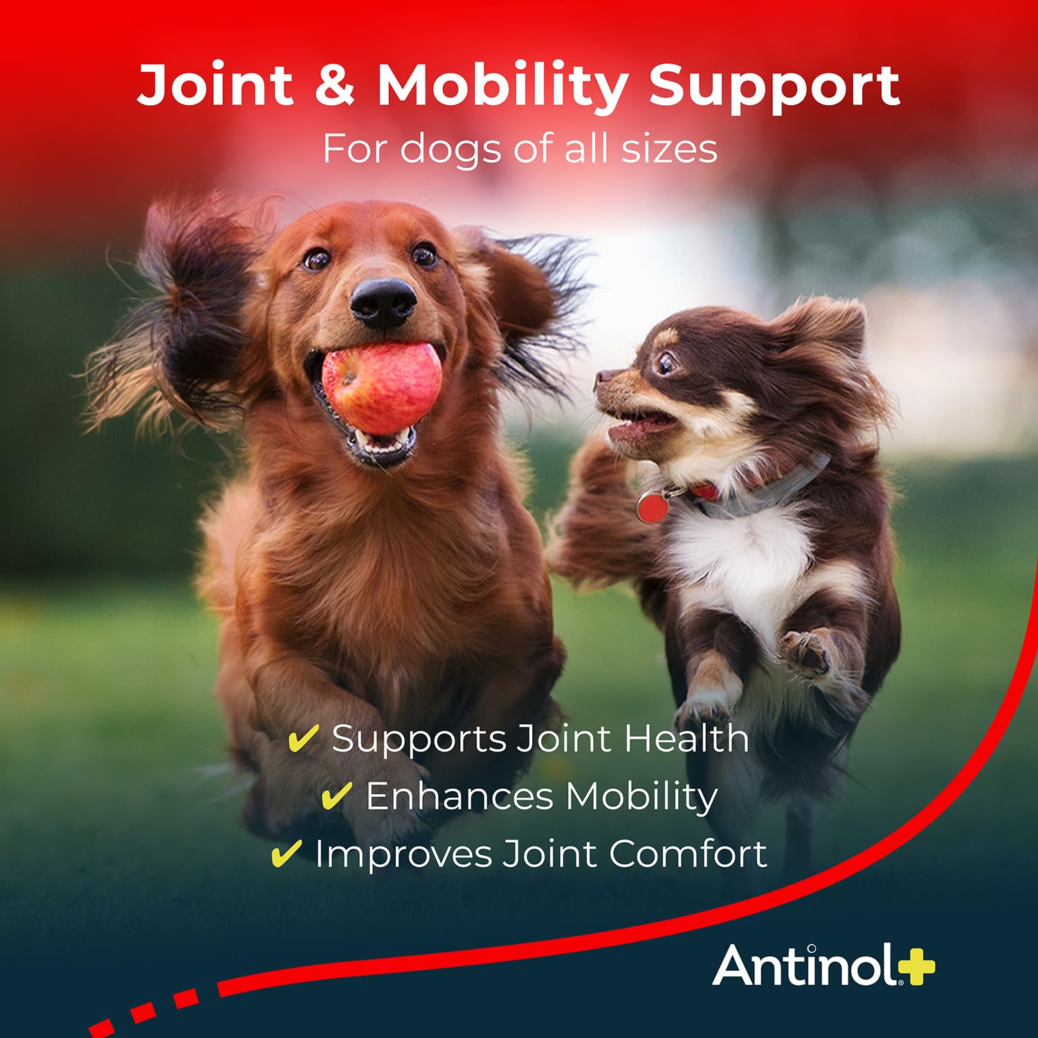 Antinol Plus – gelules molles en gros plan, texture douce et neutre.