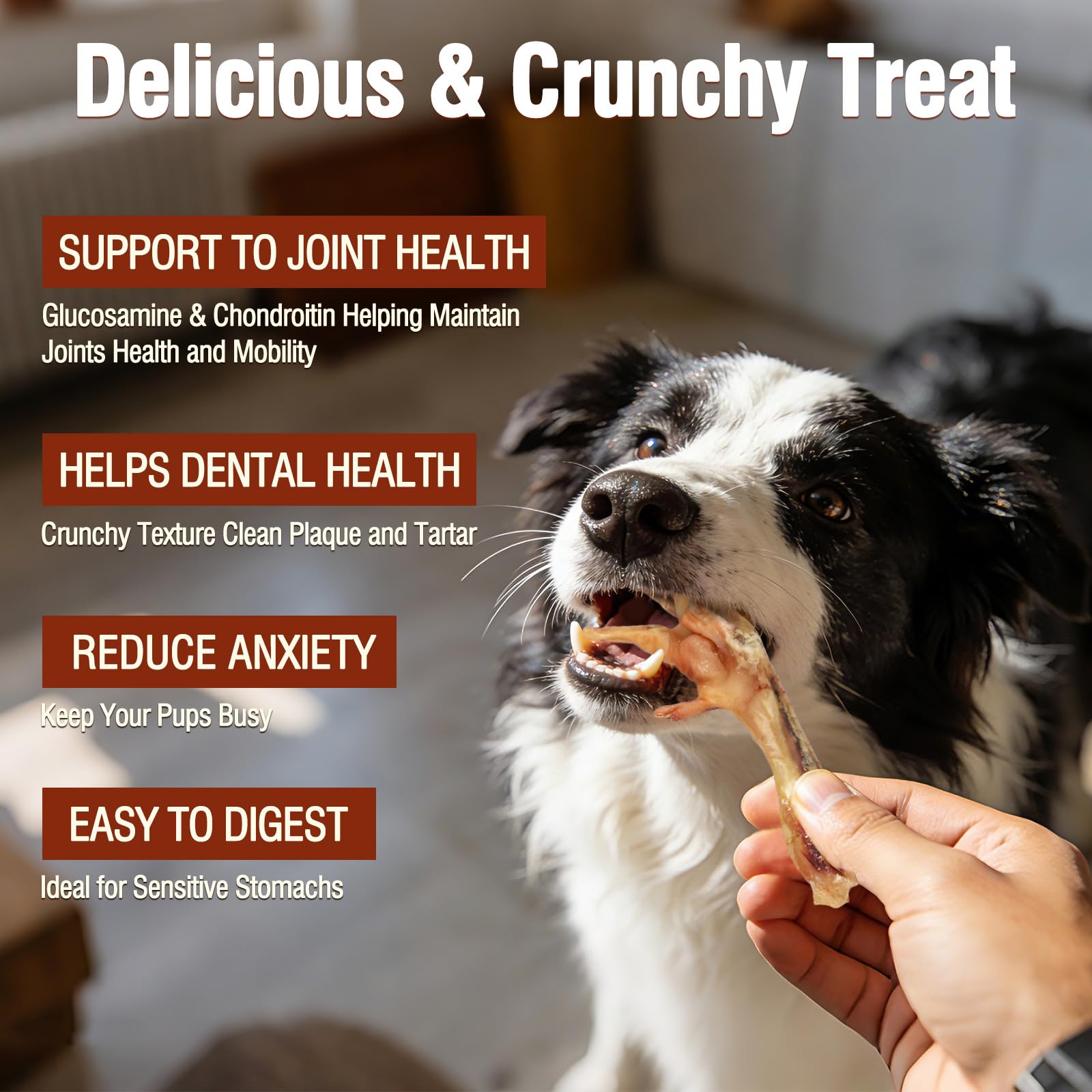 Chien qui déguste les pattes de poulet séchées Aovrmuz, plaisir naturel