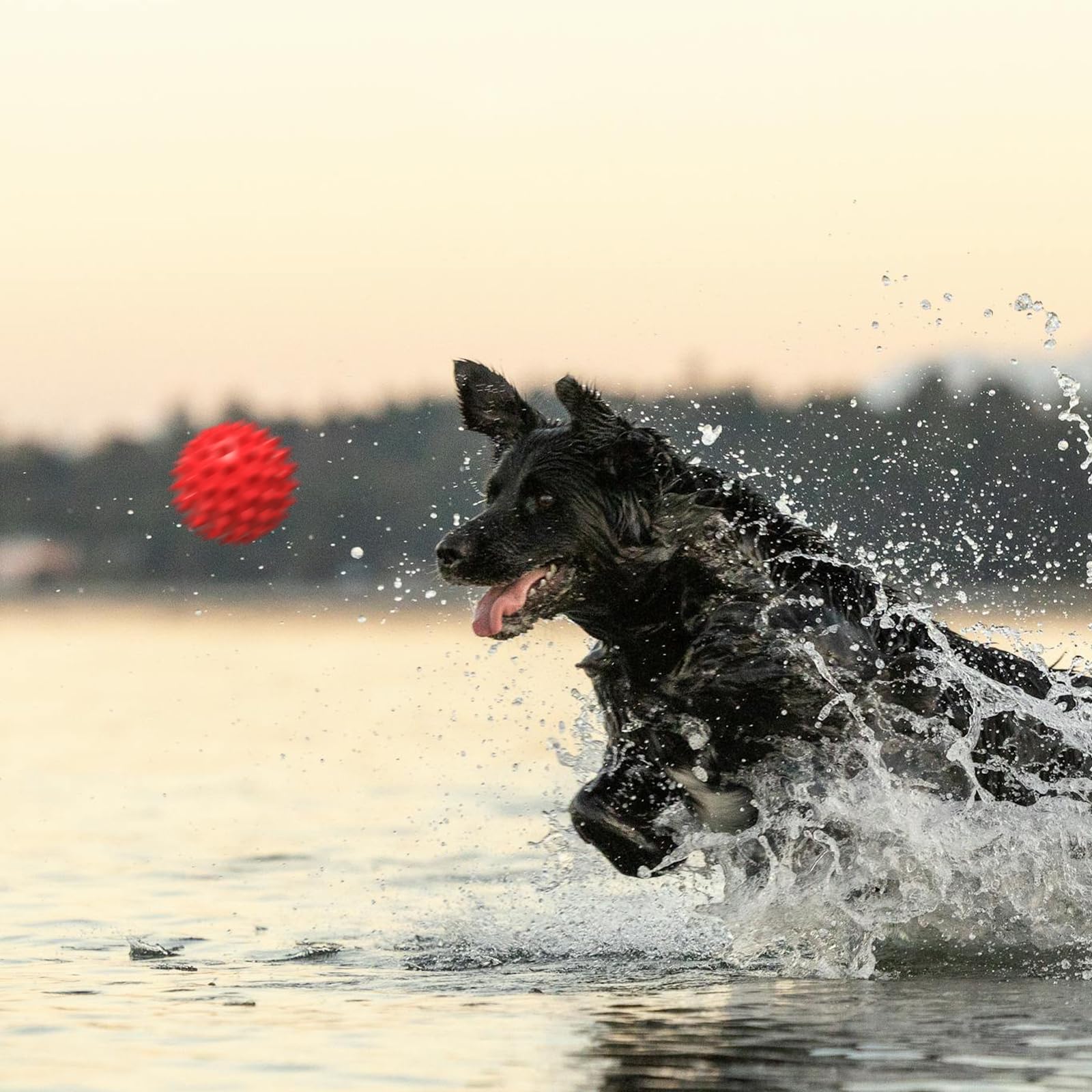 Cadeau idéal Apasiri, jouet durable et coloré pour chiens.