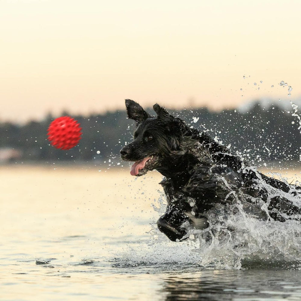 Cadeau idéal Apasiri, jouet durable et coloré pour chiens.