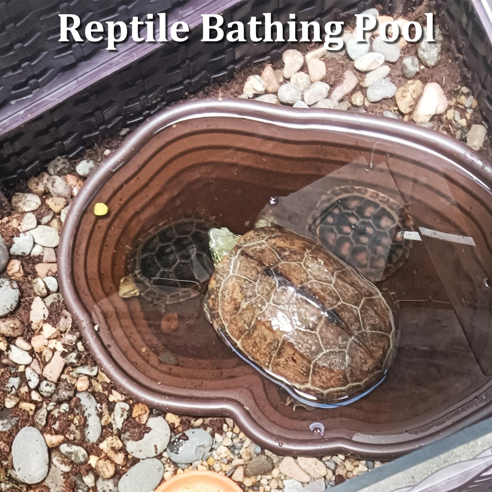 Apatal plantes artificielles habitat reptile ambiance naturelle sans entretien.