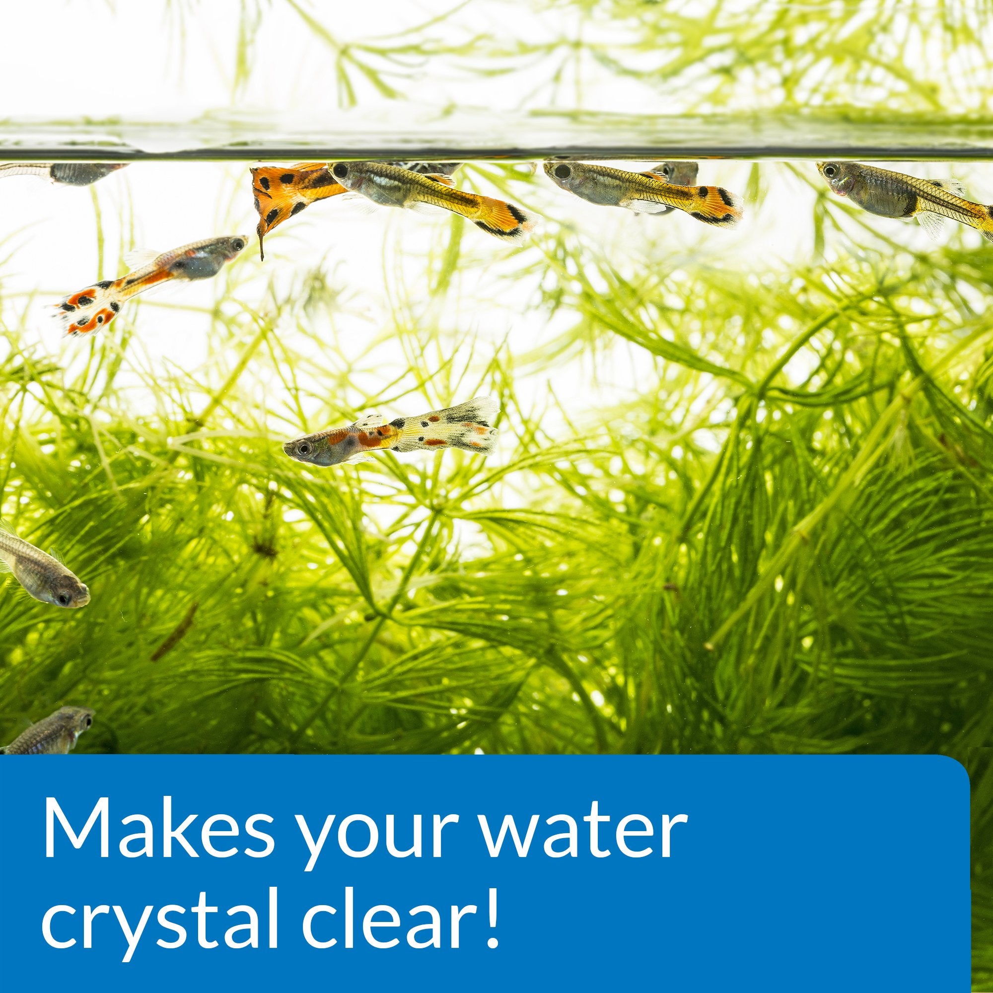 API ACCU-CLEAR : utilisation simple pour obtenir une eau plus limpide dans l'aquarium.