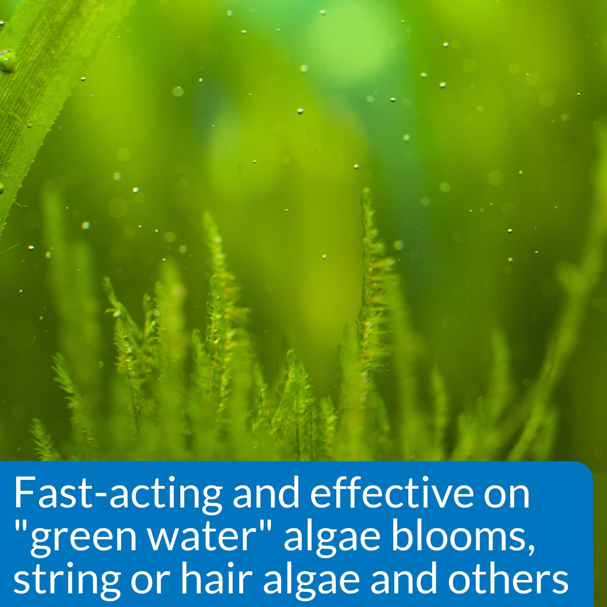 Goutte de dose de 1ml mesurée pour ALGAEFIX dans l’eau de l’aquarium.