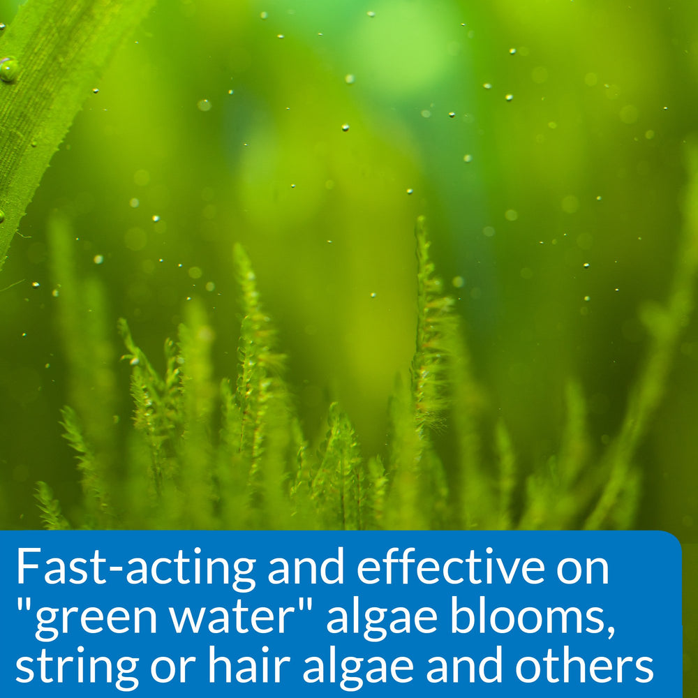 Goutte de dose de 1ml mesurée pour ALGAEFIX dans l’eau de l’aquarium.