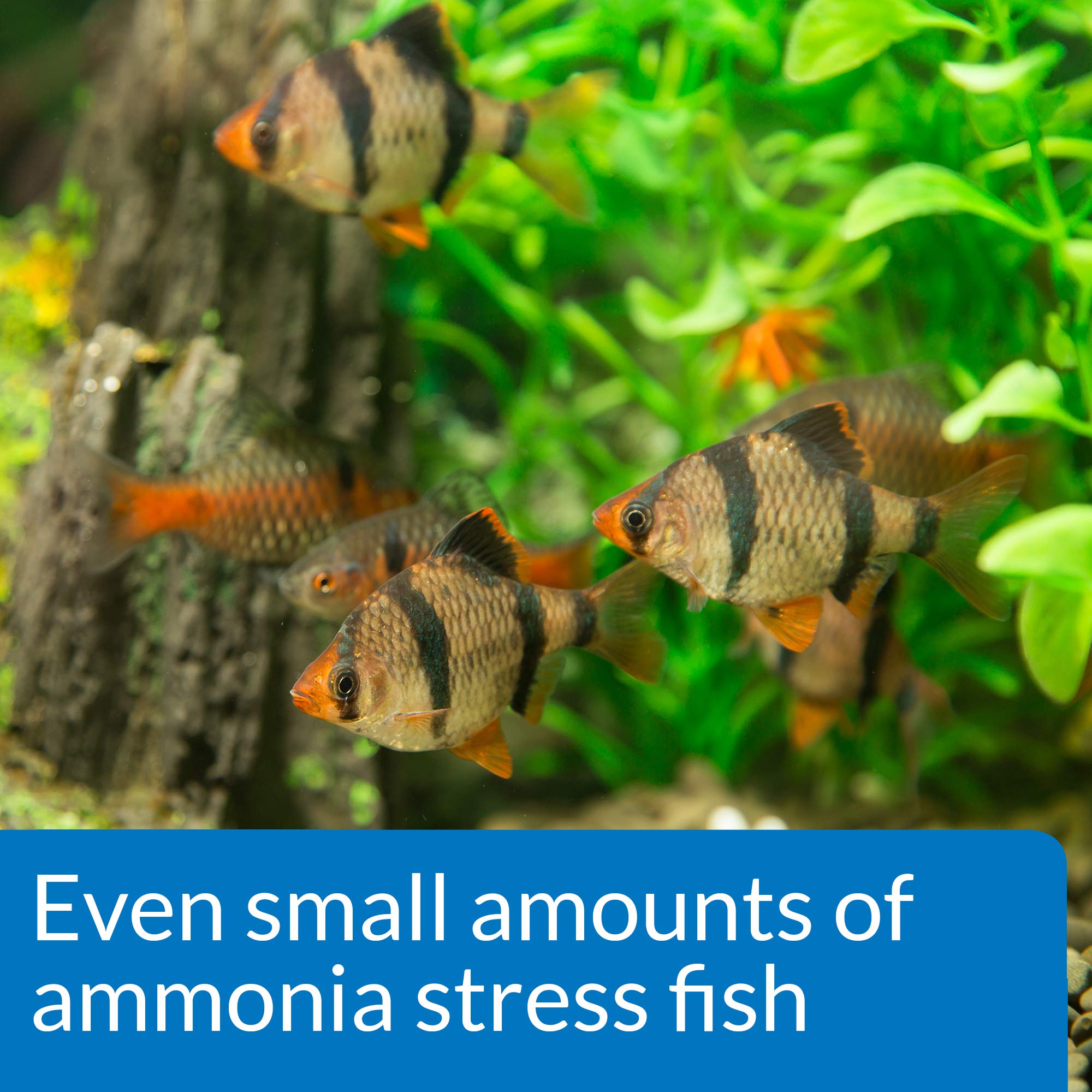 Exemple d utilisation dans un aquarium avec API Ammonia 130.