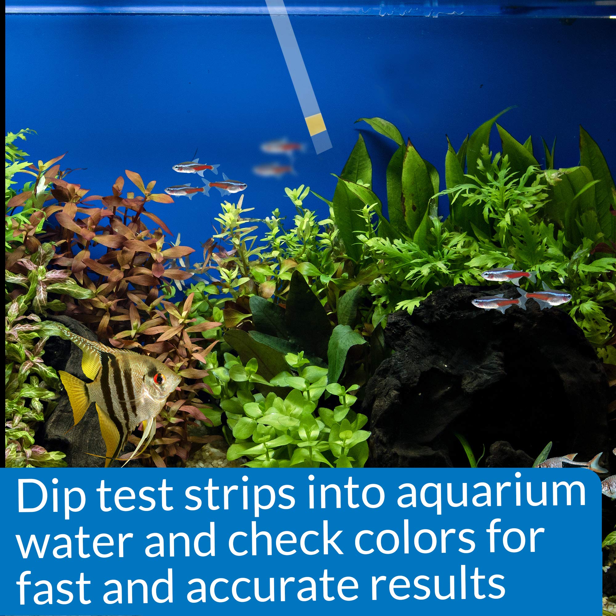 API bandes-test-ammoniaque eau salée, utile pour l’eau salée.