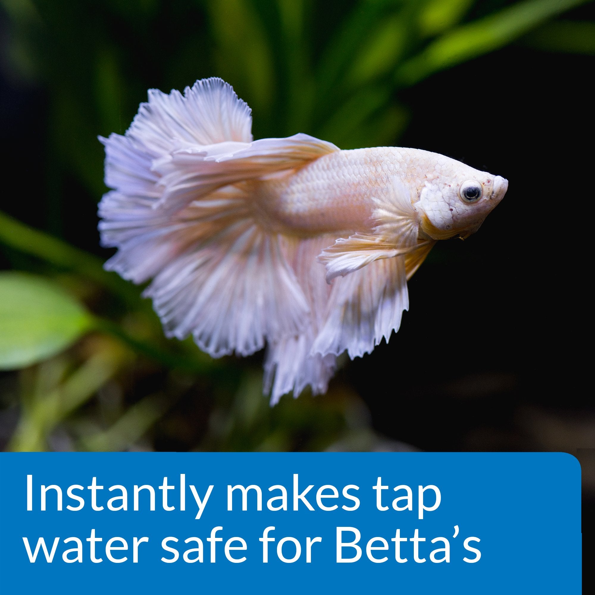 Goutte à goutte API Betta versant précisément dans l aquarium.
