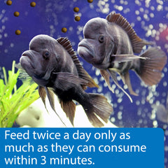 Ail dans API CICHLID LARGE PELLETS favorisant palatabilité et prise régulière.