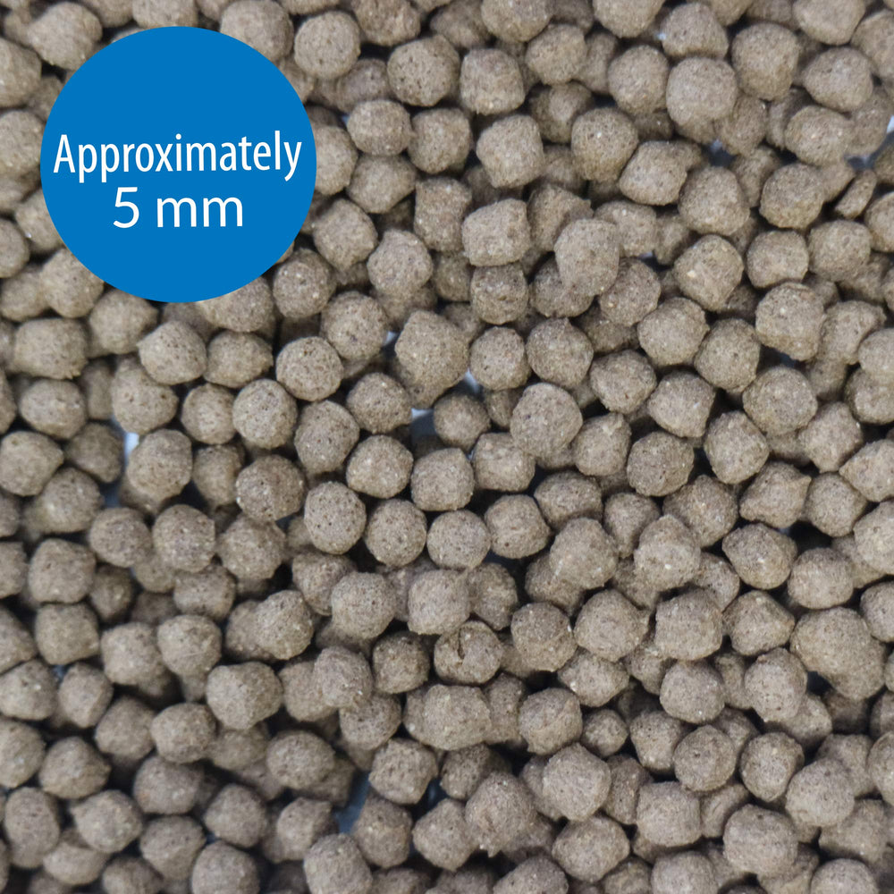 Ingrédients naturels API CICHLID LARGE PELLETS pour protéines variées et croissance saine.
