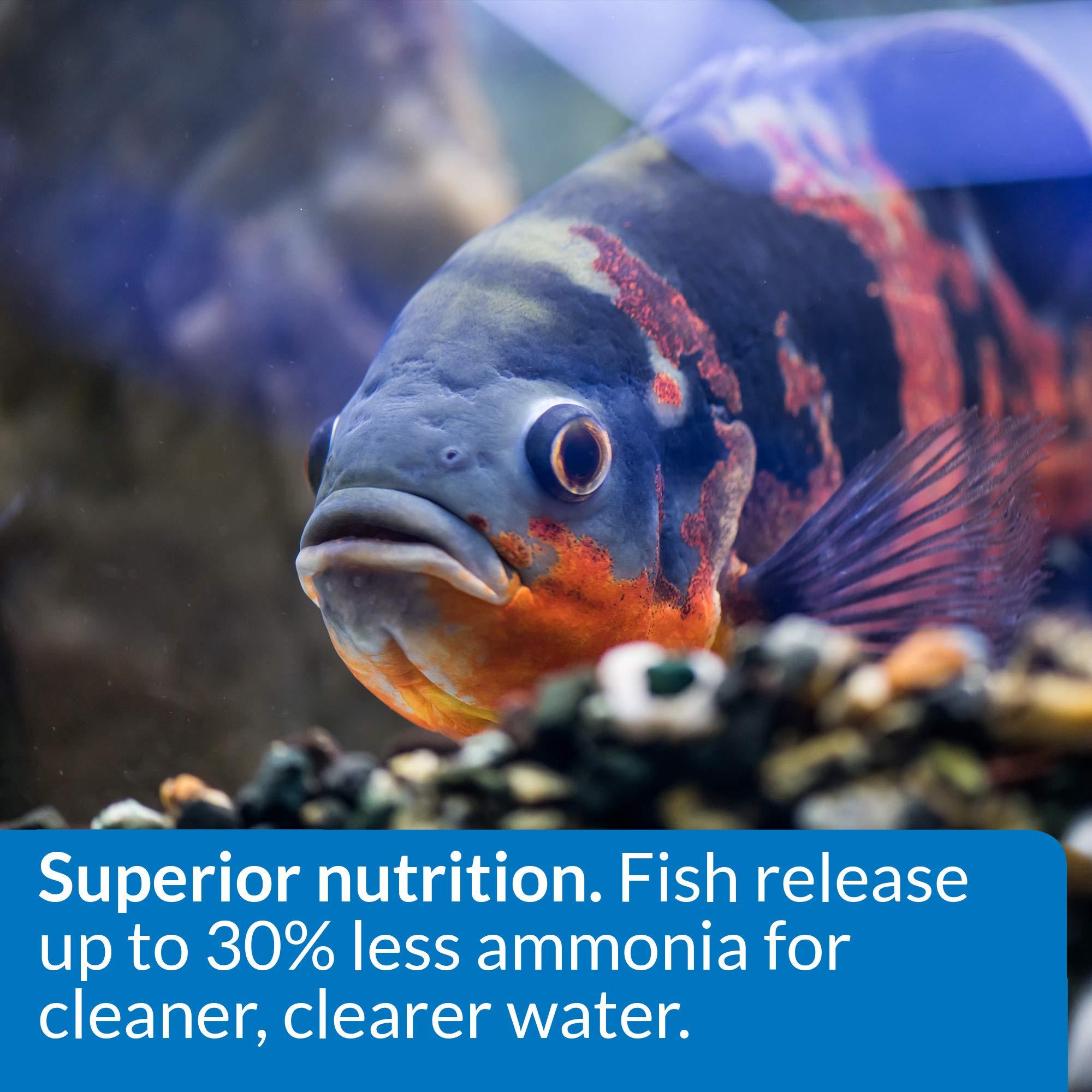 Protéines calmar et hareng dans API CICHLID LARGE PELLETS soutenant énergie et croissance.