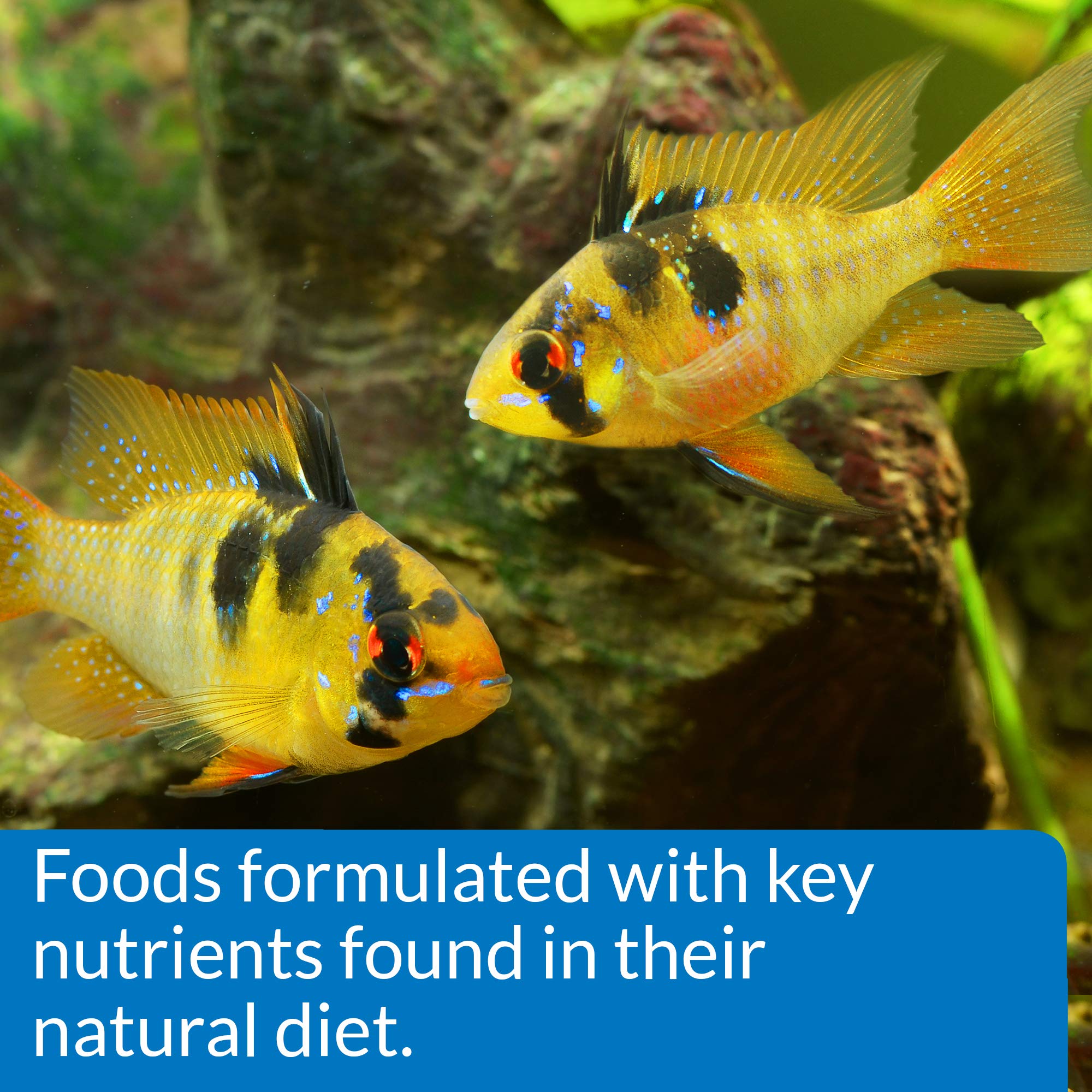 API CICHLID PELLETS: compatibilité avec plusieurs poissons pour un aquarium polyvalent.