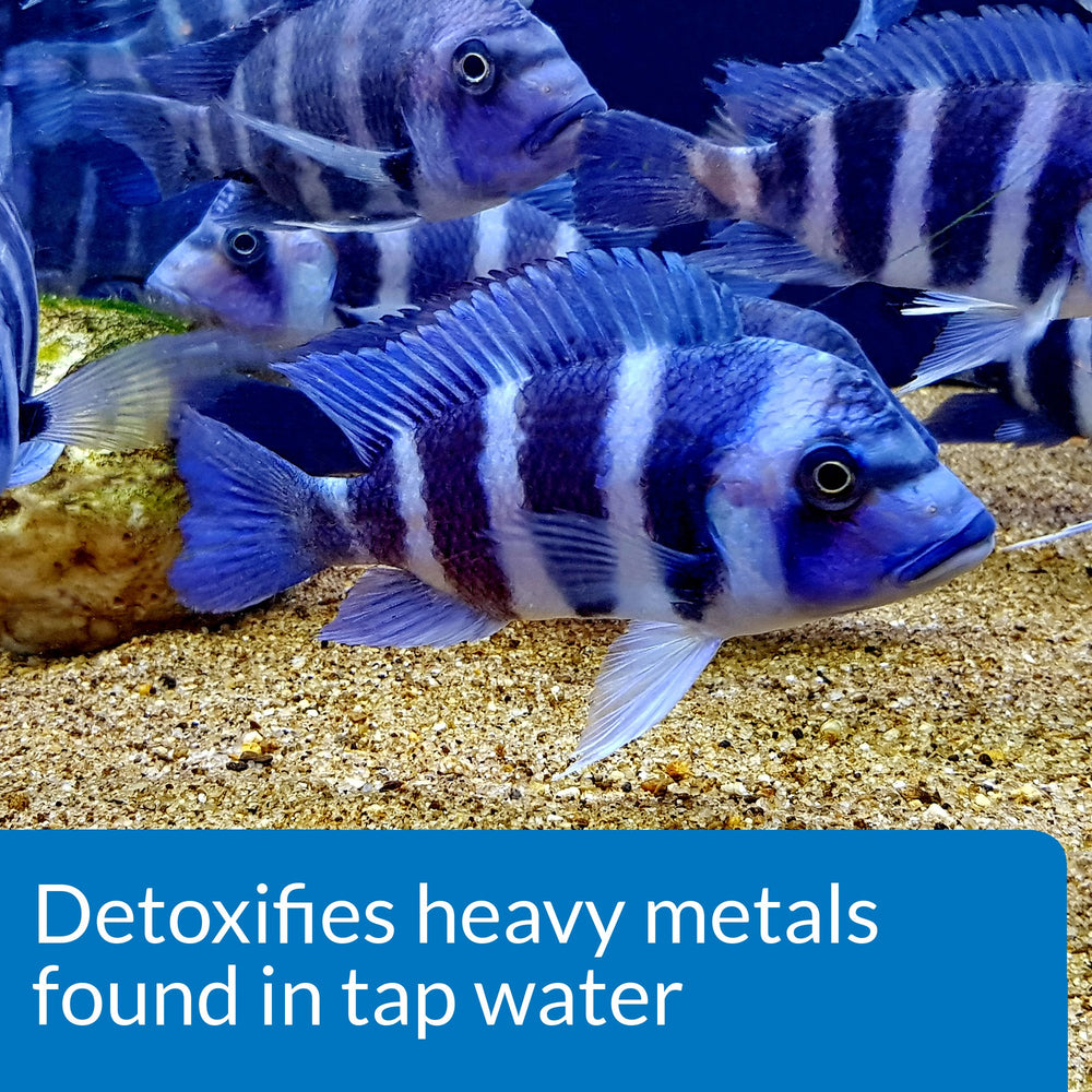 API détoxifie les métaux lourds présents dans l’eau de l’aquarium