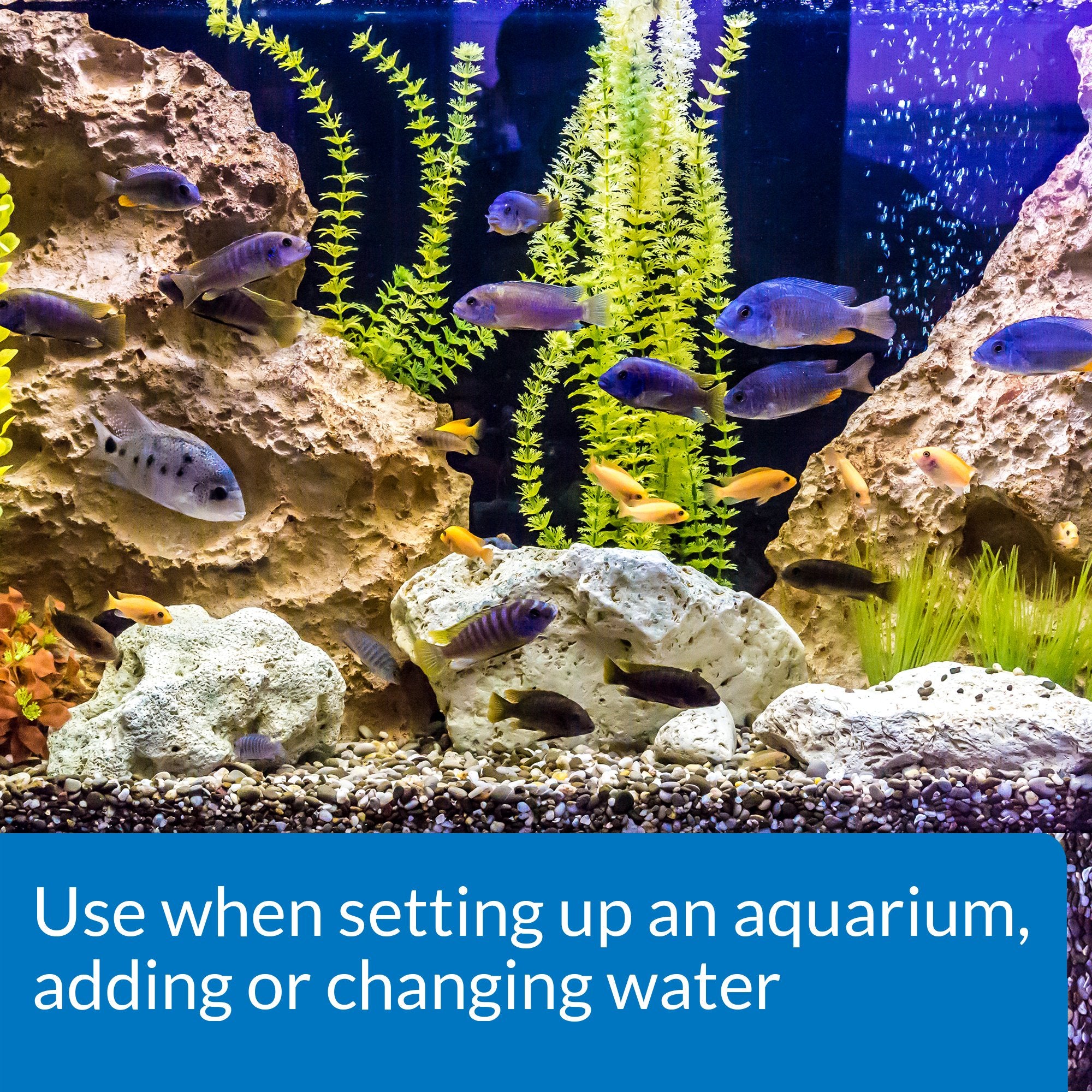 API conditionneur eau tap, neutralise les chloramines pour protéger les poissons lors des changements.