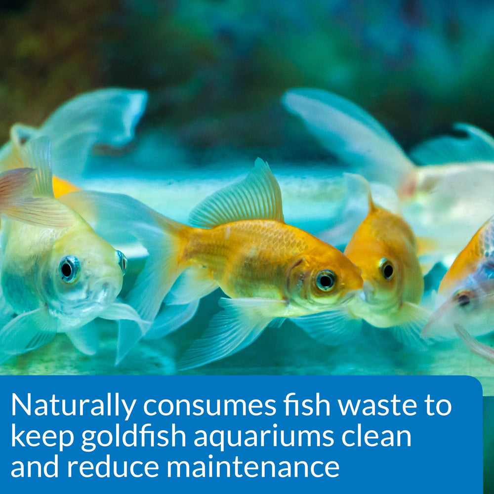 API GOLDFISH CARE PACK – Nettoyeur d'aquarium, aide à limiter les déchets dans le gravier.