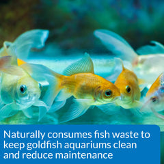 API GOLDFISH CARE PACK – Nettoyeur d'aquarium, aide à limiter les déchets dans le gravier.