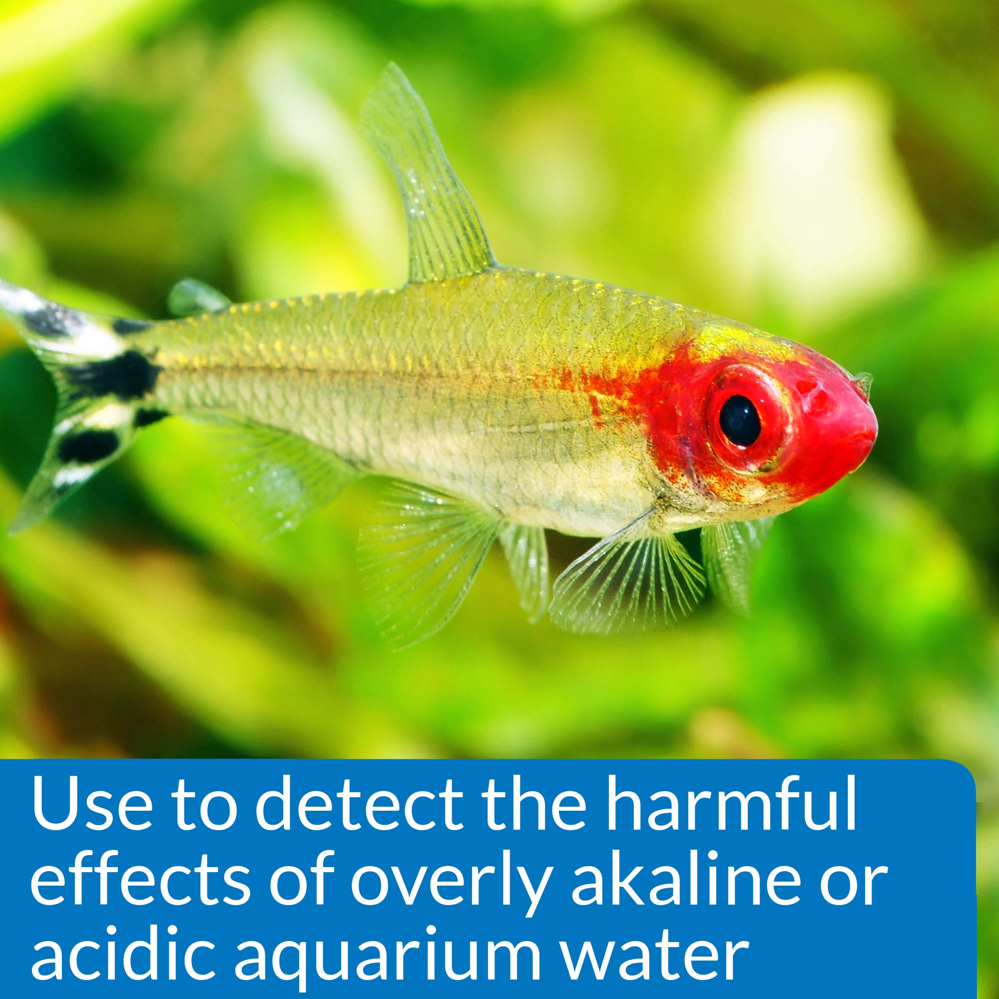 Démonstration d aquarium montrant une mesure précise du pH