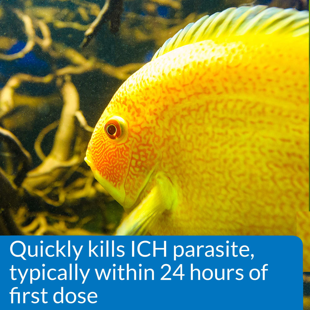 API LIQUID SUPER ICK CURE – aquarium d’eau douce prêt au traitement