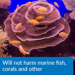 API MARINE ALGAEFIX — algues vertes visibles, solution efficace pour l’esthétique d’un aquarium.