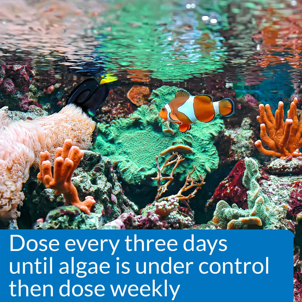 API MARINE ALGAEFIX — contrôle des algues dans un bac salin sans nuire aux poissons.