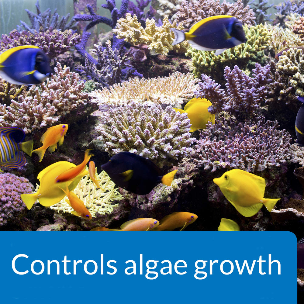 API MARINE ALGAEFIX — slime rouge, aide à stabiliser l’eau et l’apparence du bac.