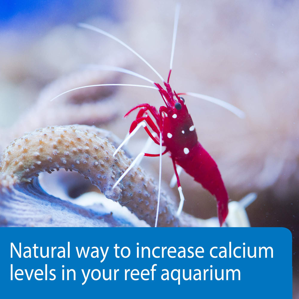 Algues corallines et croissance saine avec API MARINE CALCIUM.