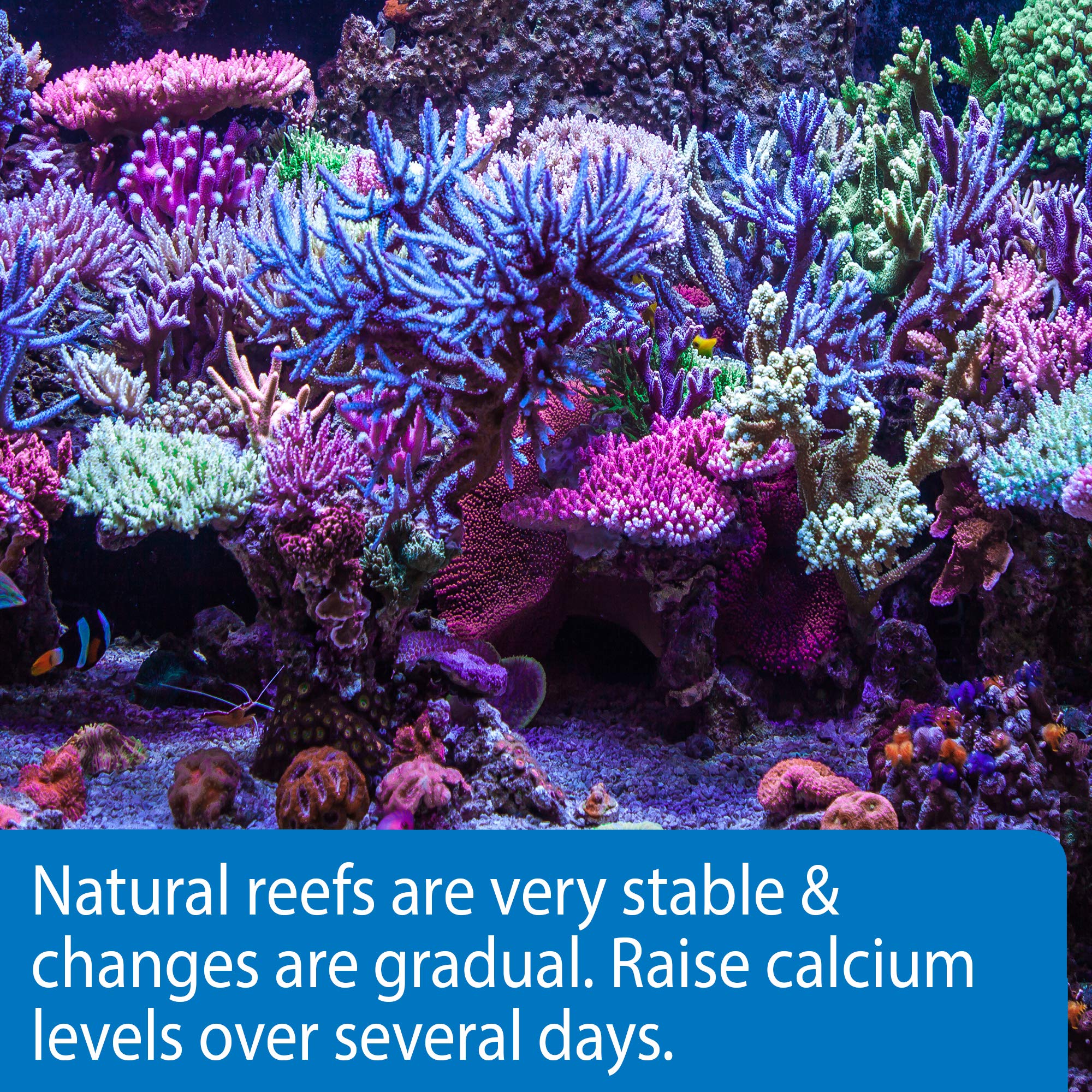 Coraux colorés dans un aquarium récif grâce à API MARINE CALCIUM.