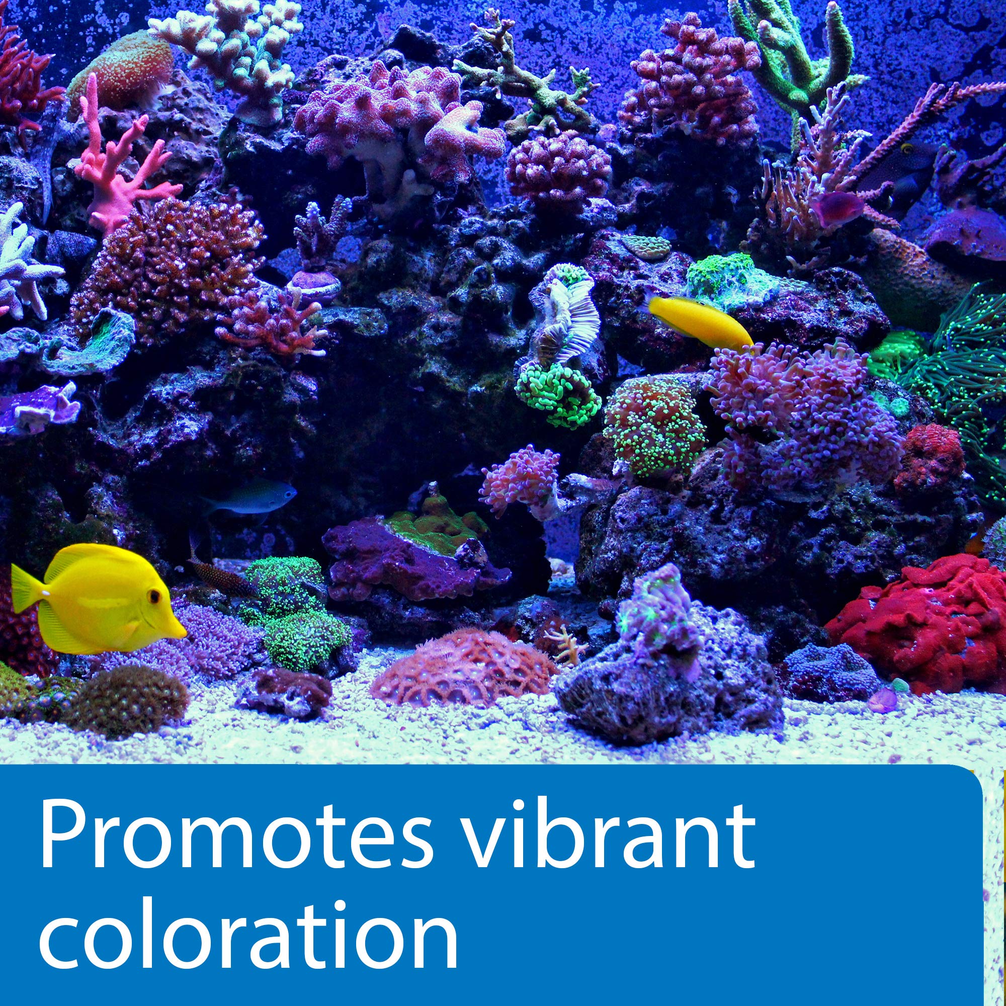 Invertébrés marins prospérant avec API MARINE CALCIUM dans le récif.