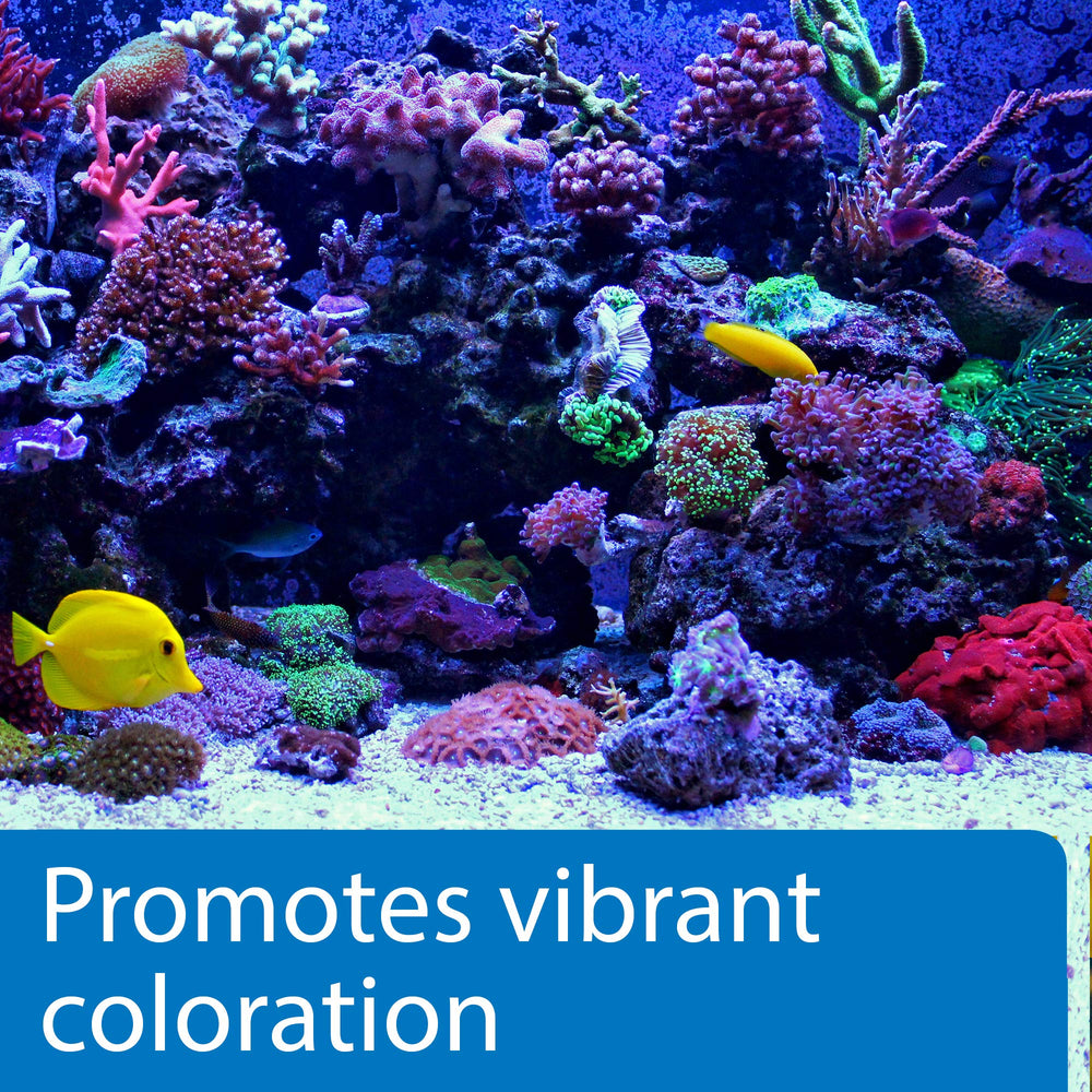 Invertébrés marins prospérant avec API MARINE CALCIUM dans le récif.