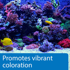 Invertébrés marins prospérant avec API MARINE CALCIUM dans le récif.